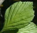 [photo of leaves]