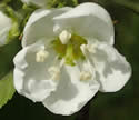 [photo of flowers]
