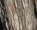 [photo of trunk]