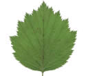 [leaf scan]