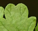[photo of sterile frond]