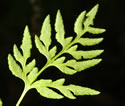[photo of fertile frond]