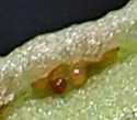 [photo of sori]