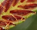 [close-up of spikelets]