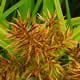 [photo of Engelmann's Flatsedge]
