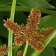 [photo of Red-root Flatsedge]