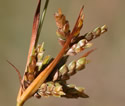 [photo of spikelet clusters]