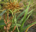[photo of mature plant]