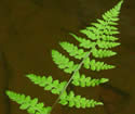 [photo of frond]