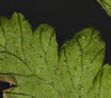 [photo of pinnule veins]