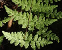 [photo of frond]