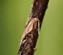 [photo of lower stem]