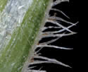 [close-up of spikelet]