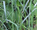 [photo of blue-green leaves]