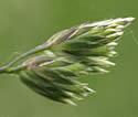 [photo of panicle]