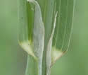 [photo of sheath, ligule and node]