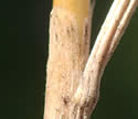 [photo of sheath, ligule and node]