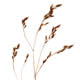 [photo of Deschampsia flexuosa]