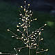 [photo of Northern Panic Grass]
