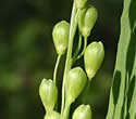 [photo of panicle]