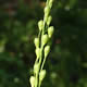 [photo of Slender Panicgrass]