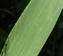 [photo of stem leaf]