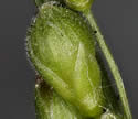 [close-up of panicle branch]