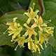 [photo of Bush Honeysuckle]