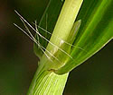 [photo of sheath, ligule and nodes]