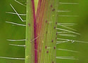[photo of sheath, ligule and node]
