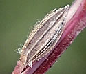 [photo of mature spikelet]