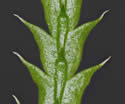 [close-up of leaves, upper and lower surface]
