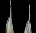 [photo of maturing floret]