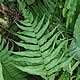 [photo of Narrow-leaved Spleenwort]