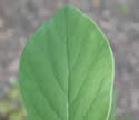 [photo of leaf]