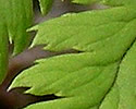 [photo of lowest branch]