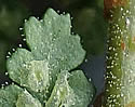 [photo of pinnae, pinnules, glands and scales]