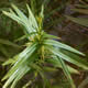 [photo of Three-way Sedge]