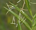 [photo of flowering spikes]