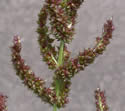 [photo of panicle]