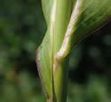 [photo of sheath, ligule and node]