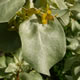 [photo of Silverberry]