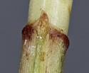 [photo of sheaths]