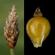 [photo of Pale Spikerush]