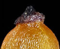 [photo of scales and achenes]