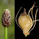 [photo of Ovate Spikerush]