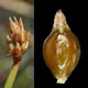 [photo of Beakes Spikerush]