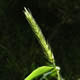 [photo of Awnless Wild Rye]