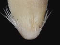 [photo of mature floret and grain]