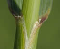 [photo of sheath, ligule and node]